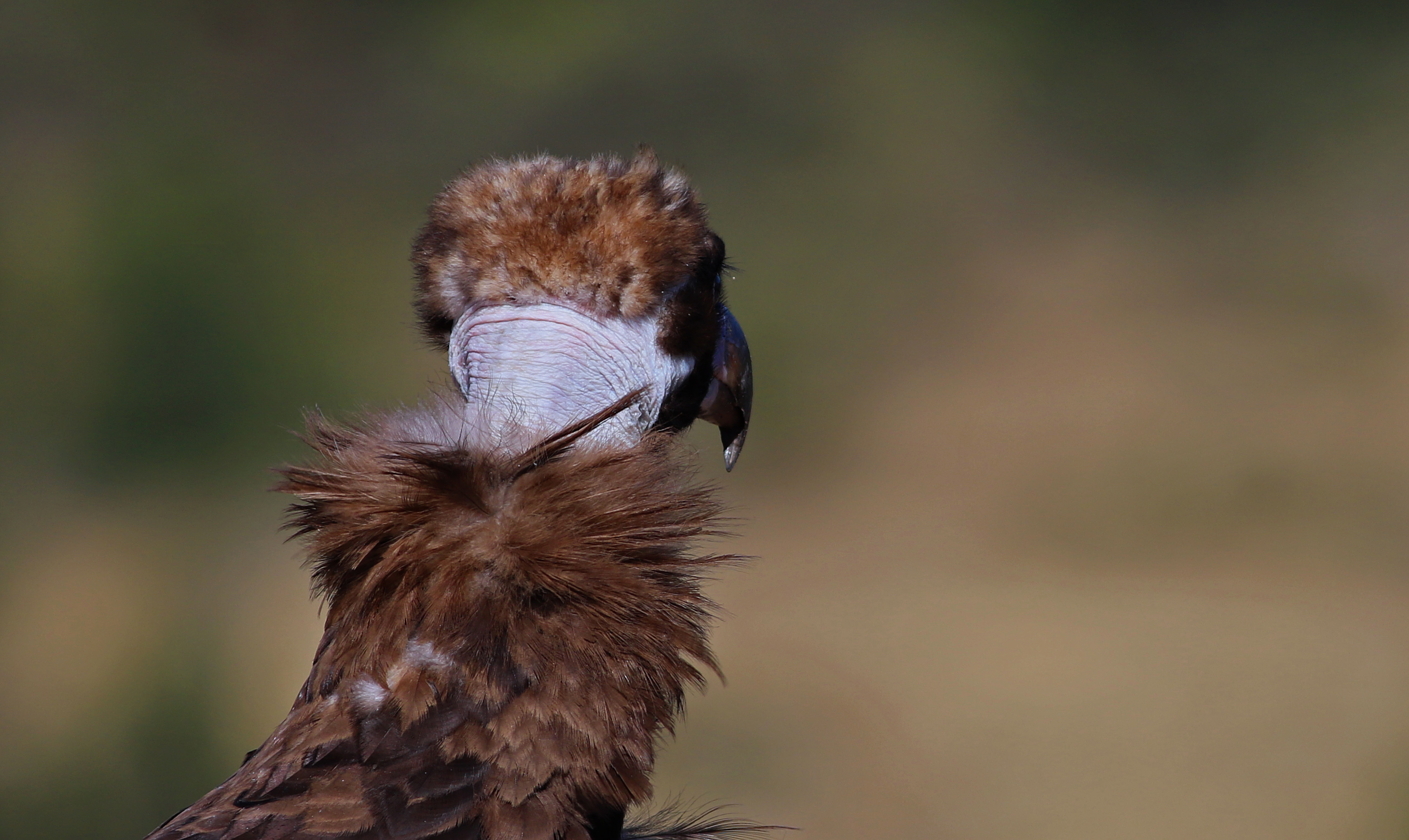 Cinereous Vulture